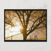 Sunset Tree Silhouette Postcard Postkarte (Vorderseite)