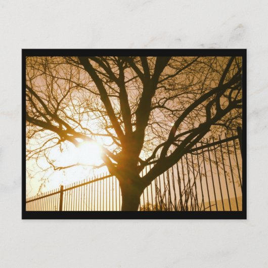 Sunset Tree Silhouette Postcard Postkarte (Vorderseite)