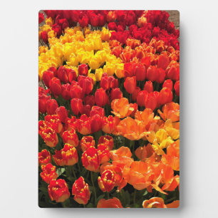 Sunset Tulip Garden Bed. Oregon Fotoplatte