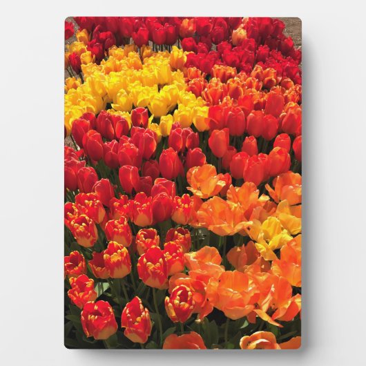Sunset Tulip Garden Bed. Oregon Fotoplatte (Vorderseite)