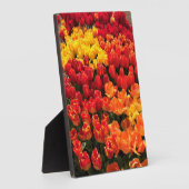 Sunset Tulip Garden Bed. Oregon Fotoplatte (Seite)