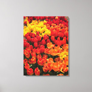 Sunset Tulip Garden Bed. Oregon Leinwanddruck