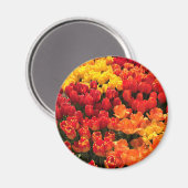 Sunset Tulip Garden Bed. Oregon Magnet (Vorderseite/Rückseite)