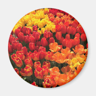 Sunset Tulip Garden Bed. Oregon Magnet