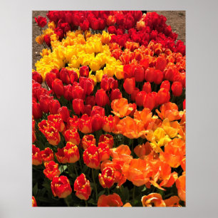 Sunset Tulip Garden Bed. Oregon Poster