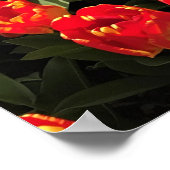Sunset Tulip Garden Bed. Oregon Poster (Ecke)