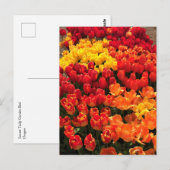 Sunset Tulip Garden Bed. Oregon Postkarte (Vorne/Hinten)