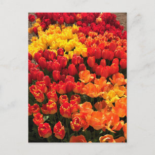 Sunset Tulip Garden Bed. Oregon Postkarte