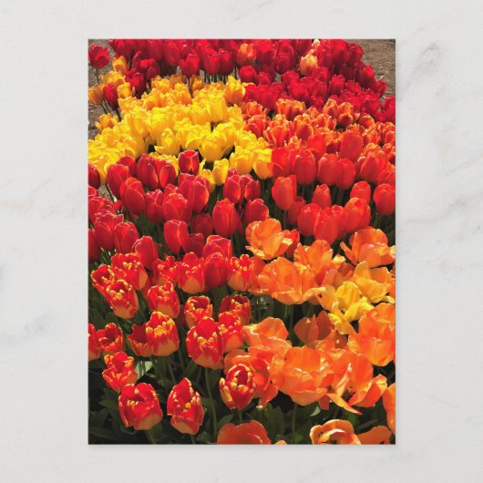 Sunset Tulip Garden Bed. Oregon Postkarte (Vorderseite)