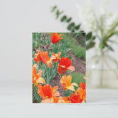 Sunset Tulips Postkarte (Stehend Vorderseite)