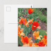 Sunset Tulips Postkarte (Vorne/Hinten)