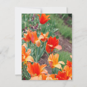 Sunset Tulips Postkarte