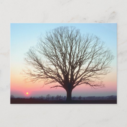 Sunset View Postkarte (Vorderseite)