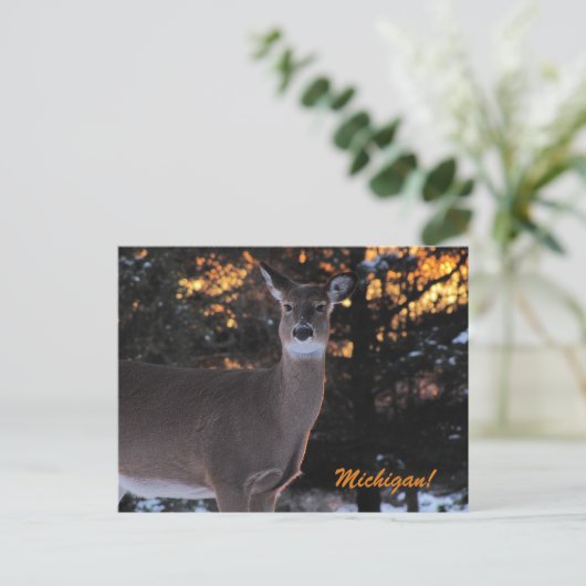 Sunset Whitetail Postkarte (Stehend Vorderseite)