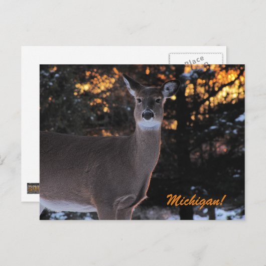 Sunset Whitetail Postkarte (Vorne/Hinten)