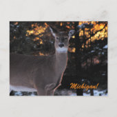Sunset Whitetail Postkarte (Vorderseite)