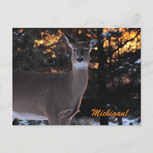 Sunset Whitetail Postkarte (Vorderseite)
