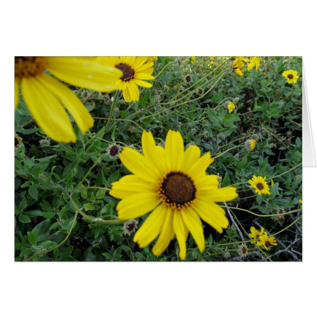 Sunshine Blume (Vorderseite (Horizontal))
