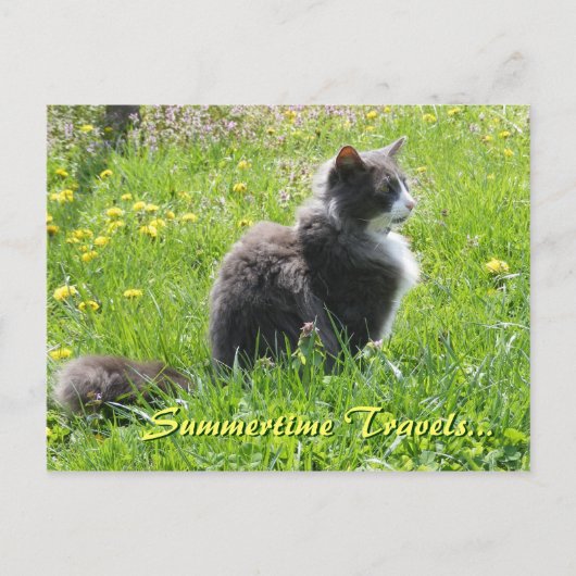 Sunshine Cat Postcard Postkarte (Vorderseite)