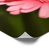 Sunshine Gerberas Poster (Ecke)