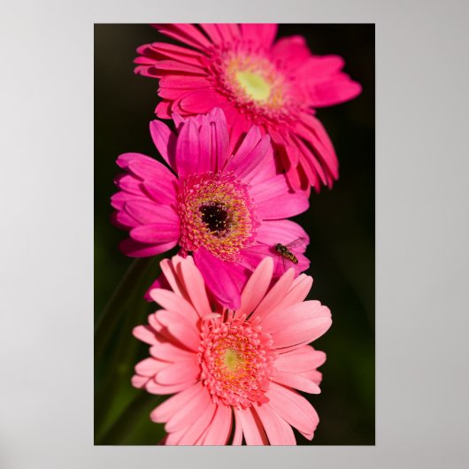 Sunshine Gerberas Poster (Vorne)