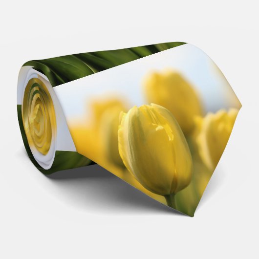 Sunshine tulips krawatte (Gerollt)
