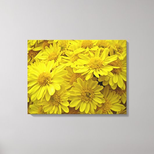 Sunshine Yellow Chrysanthema Leinwanddruck (Vorderseite)