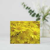 Sunshine Yellow Chrysanthema Postkarte (Stehend Vorderseite)