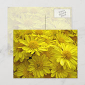 Sunshine Yellow Chrysanthema Postkarte (Vorne/Hinten)