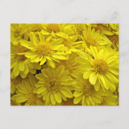 Sunshine Yellow Chrysanthema Postkarte (Vorderseite)