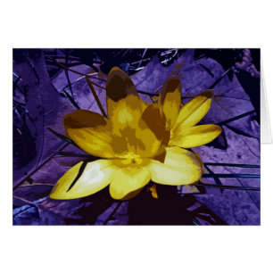 Sunshine Yellow Crocus