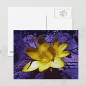 Sunshine Yellow Crocus Postkarte (Vorne/Hinten)