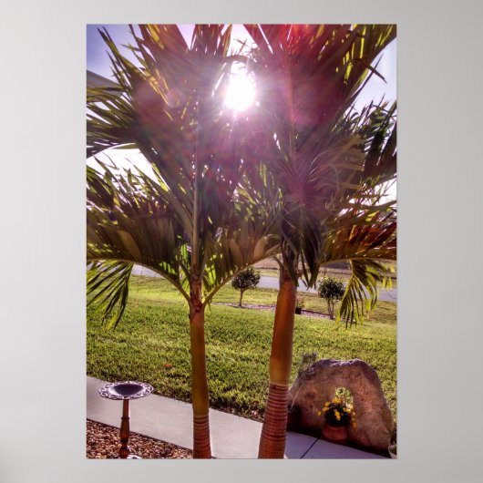 Sunstar sunburgh Palmen Birdbath Poster (Vorne)