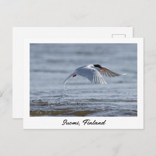 Suomi, Finnland - Naturschutzgebiet Foto Postkarte (Vorne/Hinten)