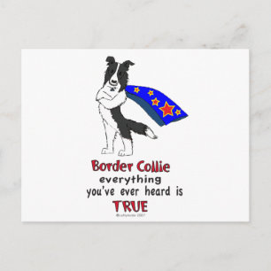 Super Border Collie schwarz Postkarte