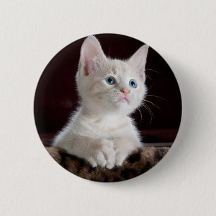 Super Cute White Kitten Button