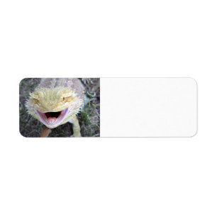 Super glücklicher bärtiger Drache