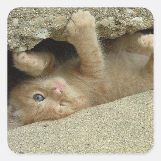 Super Hero Orange Tabby Kitten Quadratischer Aufkleber (Vorderseite)