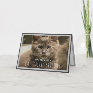 Super Niedlich Gray Kitten Funny Birthday Card Karte