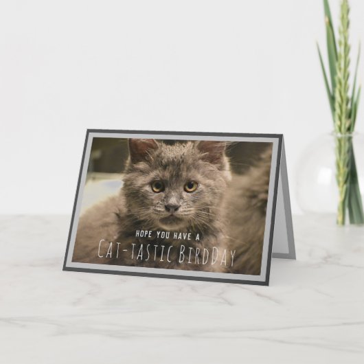 Super Niedlich Gray Kitten Funny Birthday Card Karte (Vorderseite)