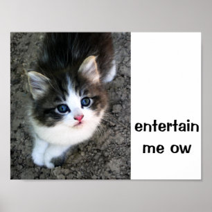 SUPER NIEDLICH Kitten individuell anpassbar Poster