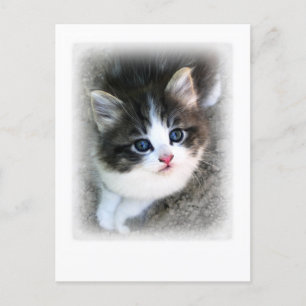 SUPER NIEDLICH Kitten Portrait Foto Postkarte