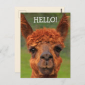 Super Niedlich Llama Hello Postcard Postkarte (Vorne/Hinten)