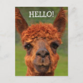 Super Niedlich Llama Hello Postcard Postkarte (Vorderseite)