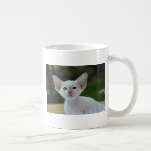Super Niedlich Siamese Kitten Kaffeetasse (Rechts)
