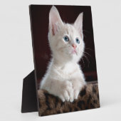Super Niedlich White Kitten Fotoplatte (Seite)