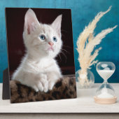 Super Niedlich White Kitten Fotoplatte (Seite)