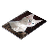 Super Niedlich White Kitten Notizblock (Linke Seite)