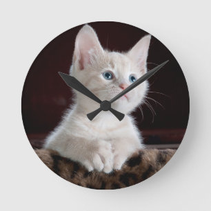 Super Niedlich White Kitten Runde Wanduhr