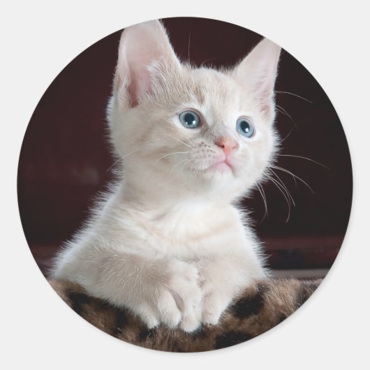 Super Niedlich White Kitten Runder Aufkleber (Vorderseite)